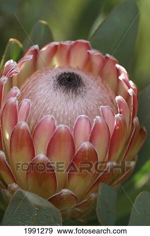 Stock Photo - Hawaii, Maui, Kula, Susara Proteas At The Kula Vista Protea Farm.. Fotosearch