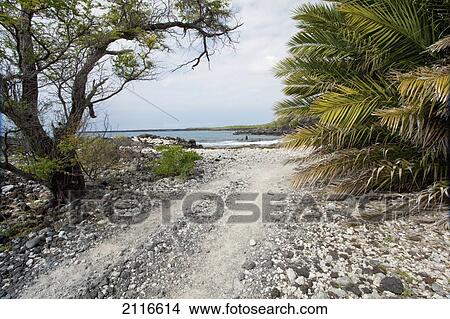 Picture - Hawaii, Maui, La Perouse, A coral path with palm tree.. Fotosearch
