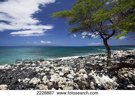 Stock Photo - Hawaii, Maui, La Perouse Bay, A View Of La Perouse Bay With Lava And Coral Beach.. Fotosearch