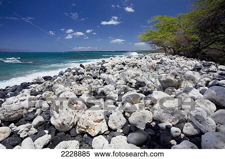 Stock Photography - Hawaii, Maui, La Perouse Bay, A View Of La Perouse Bay With Lava And Coral Beach.. Fotosearch