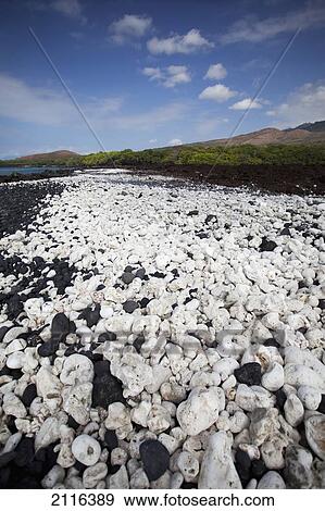Stock Photo - Hawaii, Maui, La Perouse Bay, A white coral Beach.. Fotosearch