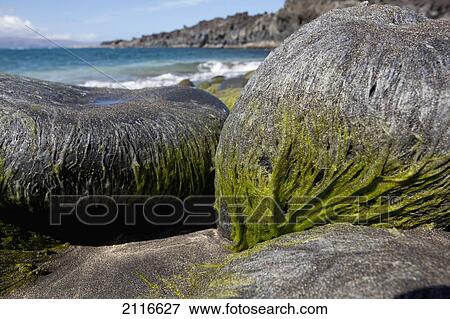 Stock Photo - Hawaii, Maui, La Perouse, Moss on rocks at a black sand beach.. Fotosearch