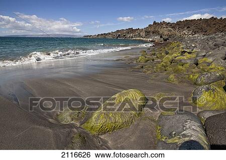 Stock Photograph - Hawaii, Maui, La Perouse, Moss on rocks at a black sand beach.. Fotosearch