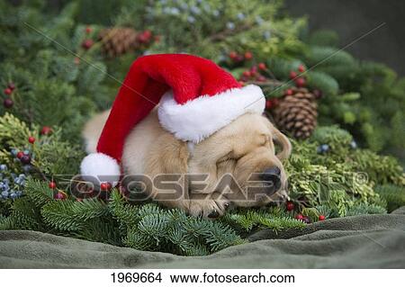 Picture - Hawaii, Maui, Labrador Retriever Puppy With Santa Hat In A Christmas Wreath.. Fotosearch