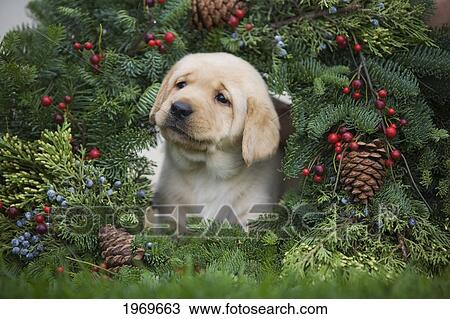 Stock Image - Hawaii, Maui, Labrador Retriever Puppy In A Christmas Wreath.. Fotosearch