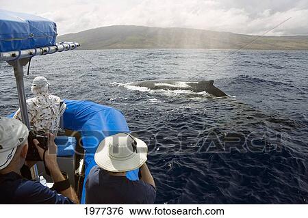 Stock Photograph - Hawaii, Maui, Lahaina, A Photograher On A Whale Watching Boat Out Of Got A Close Up Look At A Humpback Whale (Megaptera Novaeangliae). The Island Of Lanai, Hawaii, Is In The Background.. Fotosearch