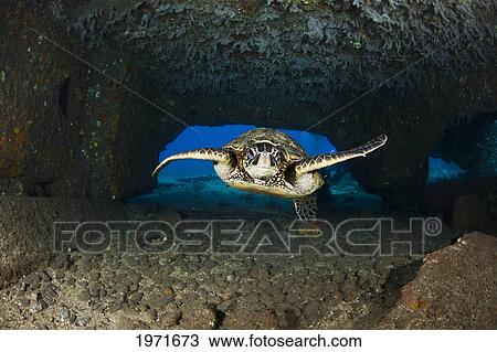 Stock Image - Hawaii, Maui, Lahaina, An Endangered Green Sea Turtle (Chelonia Mydas) Swims Under Tunnel Created By The Collapsed Mala Wharf.. Fotosearch