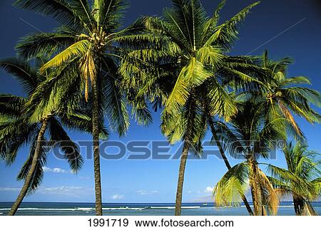 Stock Photo - Hawaii, Maui, Lahaina, Arch Of Coconut Trees By The Ocean On A Bright Blue Day.. Fotosearch