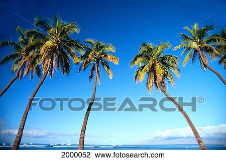 Stock Image - Hawaii, Maui, Lahaina, Coconut Palm Trees Along Ocean, Blue Sky C1681. Fotosearch