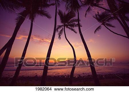 Picture - Hawaii, Maui, Lahaina, curvy trunk palm tree amid straight palms at sunset, Lahai in distance. Fotosearch