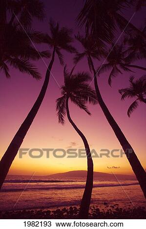 Stock Image - Hawaii, Maui, Lahaina, curvy trunk palm tree amid straight palms at sunset, Lahai in distance. Fotosearch