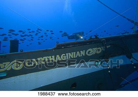 Hawaii, Maui, Lahaina, Diver Explores The Carthaginian, Sunk As An Artificial Reef December 2005 View Large Photo Image Stock Photo - Hawaii, Maui, Lahaina, Diver Explores The Carthaginian, Sunk As An Artificial Reef December 2005. Fotosearch