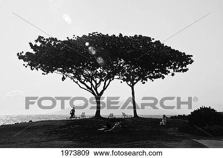 Stock Photo - Hawaii, Maui, Lahaina, Double Tree.. Fotosearch