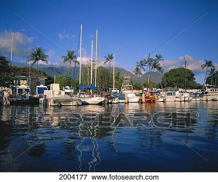 Hawaii, Maui, Lahaina Harbor With Boats Docked, Calm Surface Reflections, Palms Background Afternoon Light View Large Photo Image Stock Photo - Hawaii, Maui, Lahaina Harbor With Boats Docked, Calm Surface Reflections, Palms Background Afternoon Light. Fotosearch