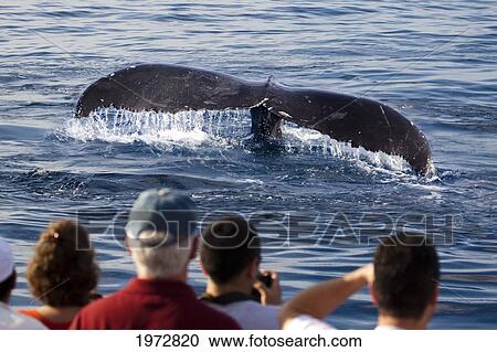 Stock Image - Hawaii, Maui, Lahaina, Humpback Whale Fluking Its Tail, Passengers (Mr) On A Whale Watching Boat.. Fotosearch