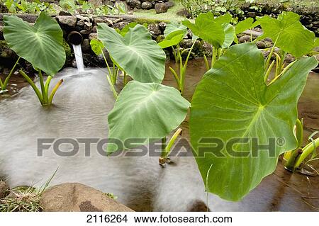 Hawaii, Maui, Large Taro leaves in a pond. View Large Photo Image Picture - Hawaii, Maui, Large Taro leaves in a pond.. Fotosearch