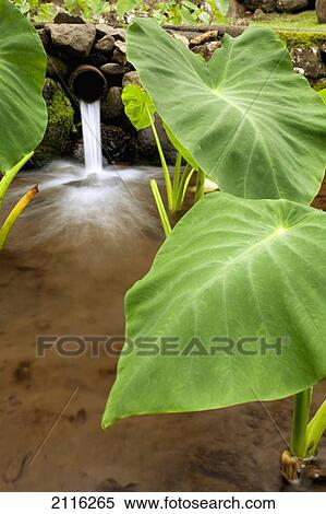Stock Photography - Hawaii, Maui, Large Taro leaves in a pond.. Fotosearch