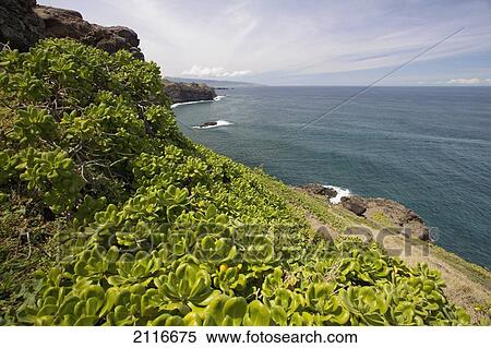 Hawaii, Maui, lush West side coast looking North View Large Photo Image Stock Photography - Hawaii, Maui, lush West side coast looking North. Fotosearch