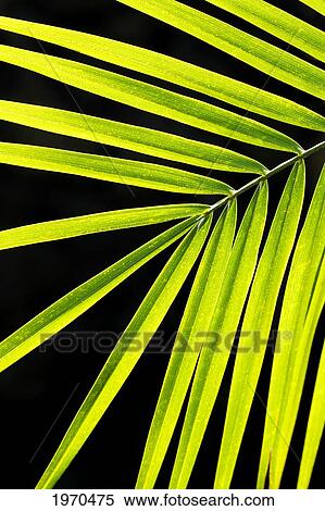 Stock Photography - Hawaii, Maui, Macro Of Vibrant Tropical Plant On A Black Background.. Fotosearch