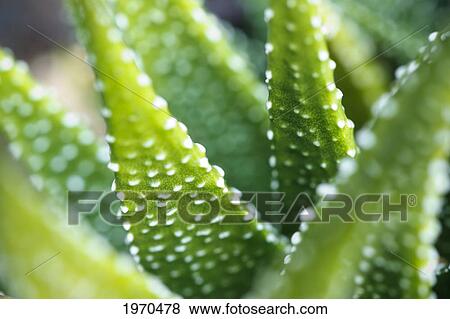 Stock Photo - Hawaii, Maui, Macro View Of Bright Green Succulent Plant. Fotosearch