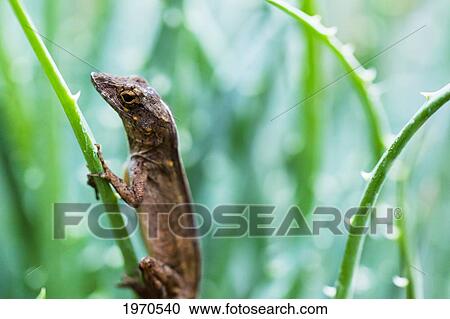 Stock Image - Hawaii, Maui, Macro View Of Brown Anole Lizard On Plant. Fotosearch