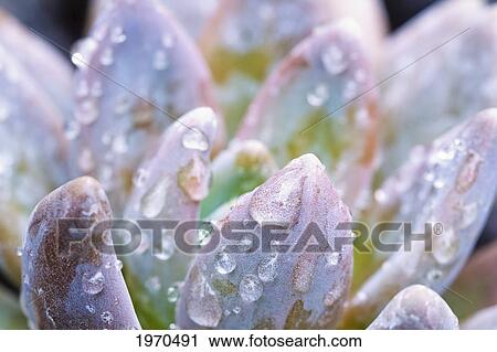 Stock Image - Hawaii, Maui, Macro View Of Water Drops On A Succulent Plant. Fotosearch