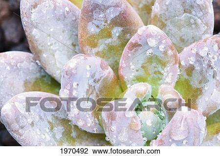 Stock Image - Hawaii, Maui, Macro View Of Water Drops On A Succulent Plant. Fotosearch