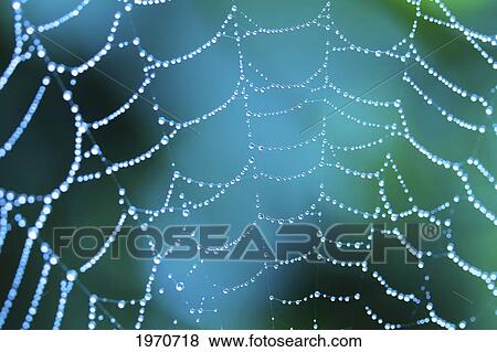 Stock Photo - Hawaii, Maui, Macro View Of Water Drops On A Spider Web. Fotosearch