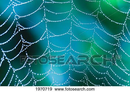 Hawaii, Maui, Macro View Of Water Drops On A Spider Web View Large Photo Image Stock Photo - Hawaii, Maui, Macro View Of Water Drops On A Spider Web. Fotosearch