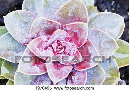 Stock Photography - Hawaii, Maui, Macro View Of Water Drops On A Succulent Plant. Fotosearch