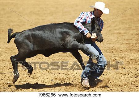 Hawaii, Maui, Makawao, Cowboy Bull Wrestling At 2010 4Th Of July Makawao Rodeo. Editorial Use Only. View Large Photo Image Stock Photograph - Hawaii, Maui, Makawao, Cowboy Bull Wrestling At 2010 4Th Of July Makawao Rodeo. Editorial Use Only.. Fotosearch