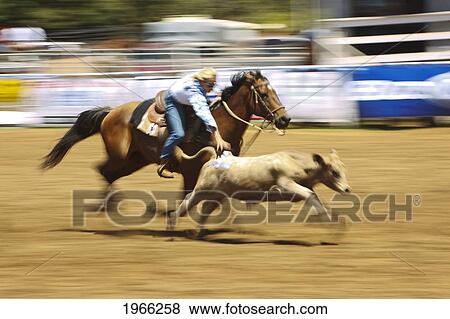 Hawaii, Maui, Makawao, Cowboy Chasing Calf At 2010 4Th Of July Makawao Rodeo, Blurred Action. Editorial Use Only. View Large Photo Image Stock Photo - Hawaii, Maui, Makawao, Cowboy Chasing Calf At 2010 4Th Of July Makawao Rodeo, Blurred Action. Editorial Use Only.. Fotosearch