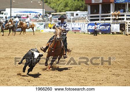 Stock Image - Hawaii, Maui, Makawao, Cowboy Roping Cow At 2010 4Th Of July Makawao Rodeo. Editorial Use Only.. Fotosearch