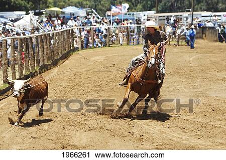 Stock Image - Hawaii, Maui, Makawao, Cowboy Roping Cow At 2010 4Th Of July Makawao Rodeo. Editorial Use Only.. Fotosearch