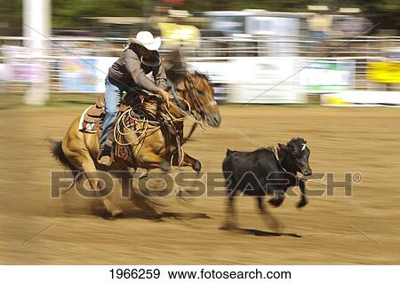 Stock Photo - Hawaii, Maui, Makawao, Cowboy Roping Calf At 2010 4Th Of July Makawao Rodeo, Blurred Action. Editorial Use Only.. Fotosearch