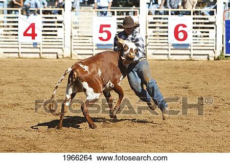 Hawaii, Maui, Makawao, Cowboy Steer Wrestling At 2010 4Th Of July Makawao Rodeo. Editorial Use Only. View Large Photo Image Picture - Hawaii, Maui, Makawao, Cowboy Steer Wrestling At 2010 4Th Of July Makawao Rodeo. Editorial Use Only.. Fotosearch