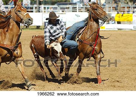 Stock Image - Hawaii, Maui, Makawao, Cowboy Steer Wrestling At 2010 4Th Of July Makawao Rodeo. Editorial Use Only.. Fotosearch