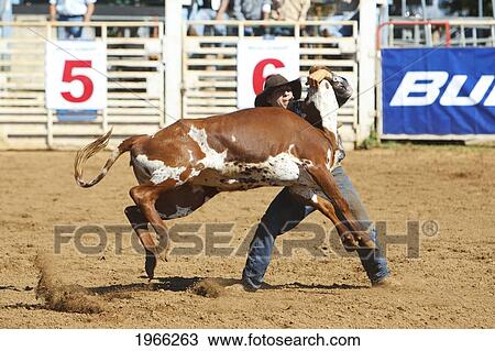 Stock Image - Hawaii, Maui, Makawao, Cowboy Steer Wrestling At 2010 4Th Of July Makawao Rodeo. Editorial Use Only.. Fotosearch