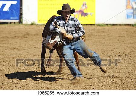 Hawaii, Maui, Makawao, Cowboy Steer Wrestling At 2010 4Th Of July Makawao Rodeo. Editorial Use Only. View Large Photo Image Stock Photography - Hawaii, Maui, Makawao, Cowboy Steer Wrestling At 2010 4Th Of July Makawao Rodeo. Editorial Use Only.. Fotosearch