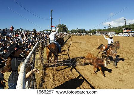 Stock Photo - Hawaii, Maui, Makawao, Cowboys Roping Calf At 2010 4Th Of July Makawao Rodeo. Editorial Use Only.. Fotosearch
