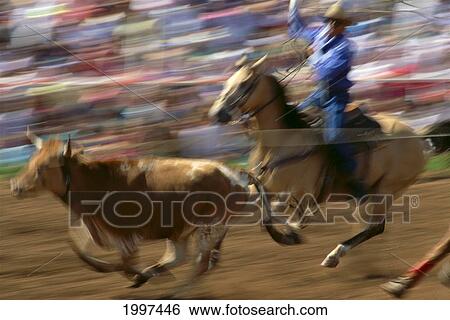 Stock Photograph - Hawaii, Maui, Makawao, Roping A Cow, Fourth Of July Rodeo Blurred Action A39H. Fotosearch