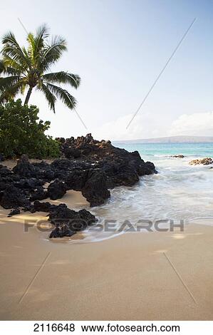 Stock Photo - Hawaii, Maui, Makena, A calm beach morning with palm tree. Fotosearch