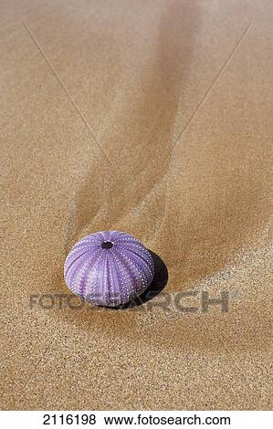 Stock Photo - Hawaii, Maui, Makena, A purple urchin shell washes ashore.. Fotosearch