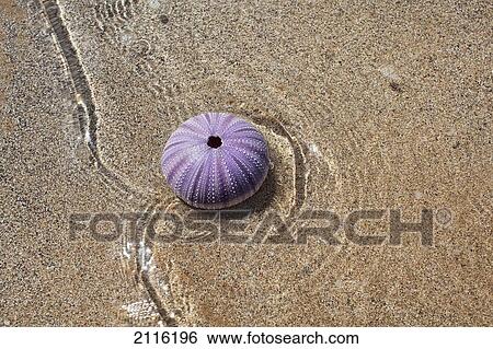 Stock Photograph - Hawaii, Maui, Makena, A purple urchin shell washes ashore.. Fotosearch