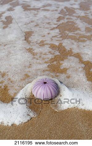 Stock Photography - Hawaii, Maui, Makena, A purple urchin shell washes ashore.. Fotosearch