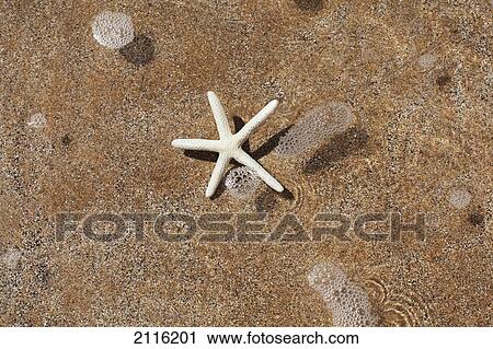 Stock Image - Hawaii, Maui, Makena, A starfish washes ashore.. Fotosearch