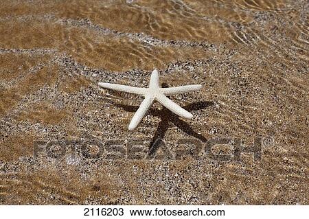 Stock Image - Hawaii, Maui, Makena, A starfish washes ashore.. Fotosearch