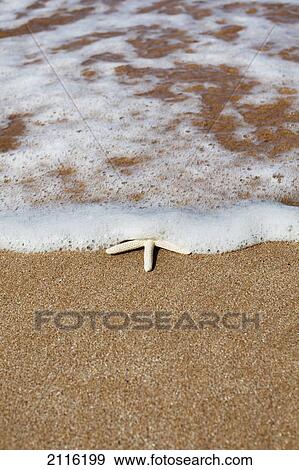 Hawaii, Maui, Makena, A starfish washes ashore. View Large Photo Image Stock Photo - Hawaii, Maui, Makena, A starfish washes ashore.. Fotosearch
