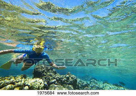 Picture - Hawaii, Maui, Makena, Ahihi Kinau Natural Area Reserve, Snorkeler In Clear Ocean Water Above Reef.. Fotosearch