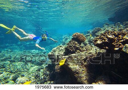 Stock Image - Hawaii, Maui, Makena, Ahihi Kinau Natural Area Reserve, Snorkeler In Clear Ocean Water Above Reef.. Fotosearch
